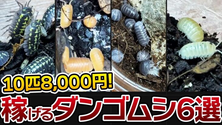 【10匹8,000円！】未経験者でも簡単に稼げるダンゴムシ6選【メダカ副業】【中学生でもお金を稼ぐ方法】