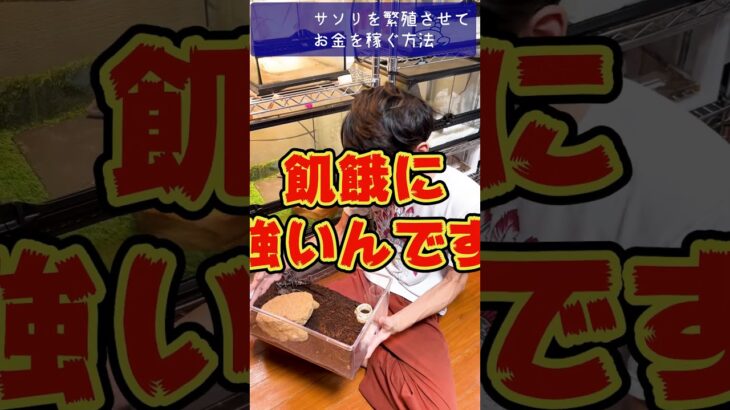 サソリ飼ってみない？ライバル不在❗養殖副業❗サソリでお金を稼ぐ方法 #shorts