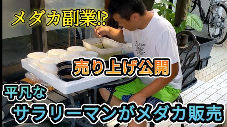 メダカ副業!?5万円売り上げるサラリーマン